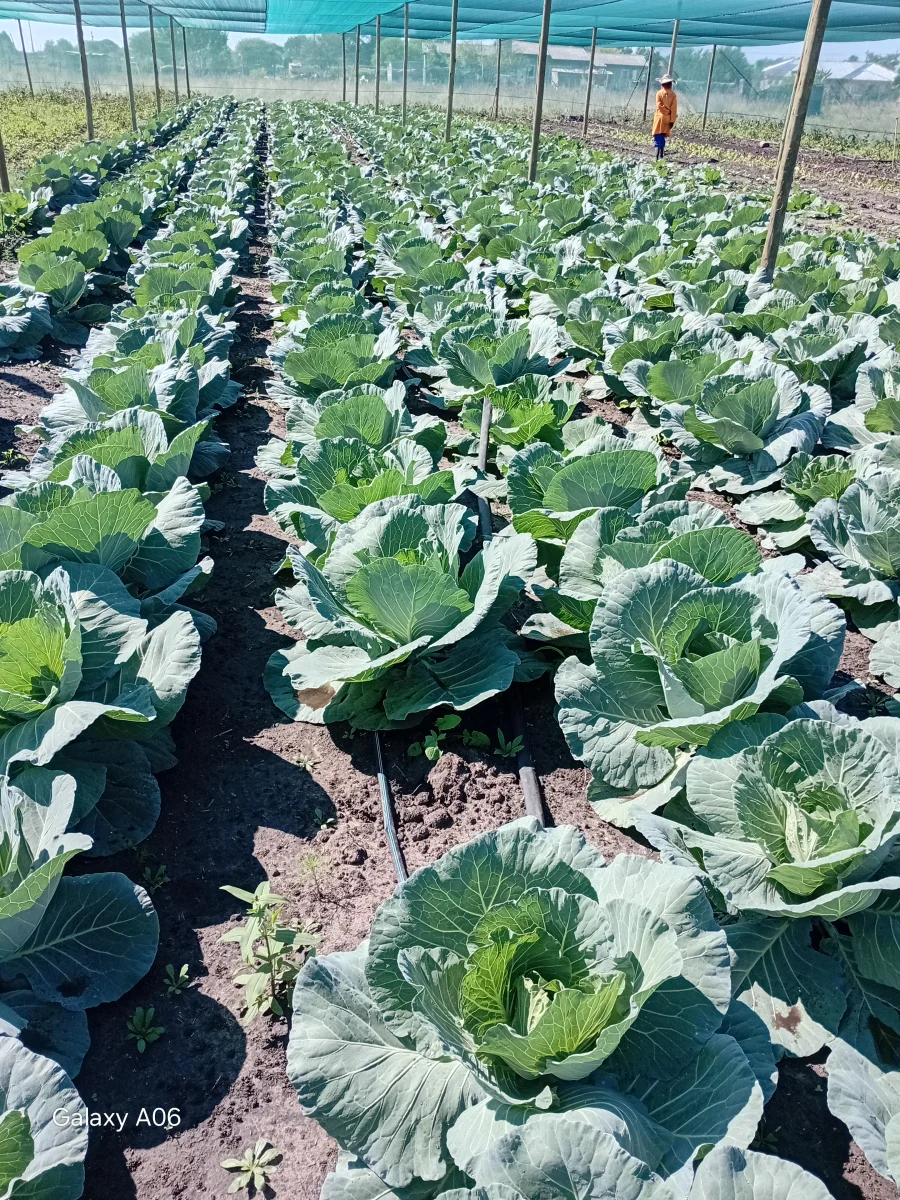 Mmu Wa Rona Farm