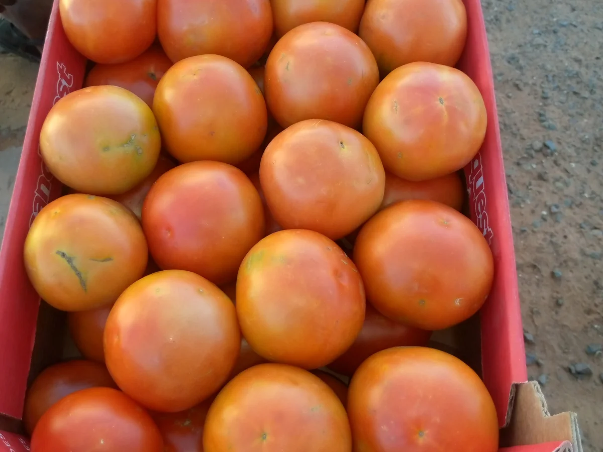 Fresh Tomatoes